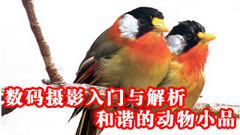 Ӱݾѡ