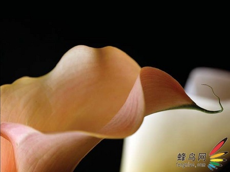 比你想象的要复杂 专业花卉摄影技巧下 比你想象的要复杂 专业花卉摄影技巧下