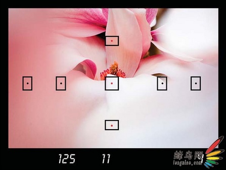 比你想象的要复杂 专业花卉摄影技巧下 比你想象的要复杂 专业花卉摄影技巧下