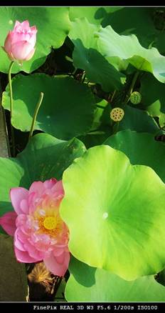 FinePix 3D W3 帮我圆一个3D梦