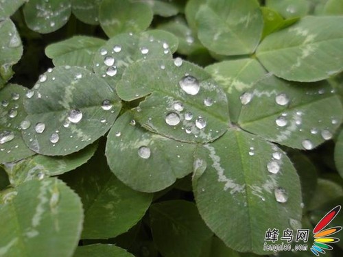 ˫糱ʢϮ  ST700ʵƬ