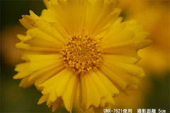 LUMIX G 20mm F1.7˾ǳ