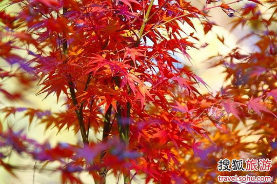 香山红叶